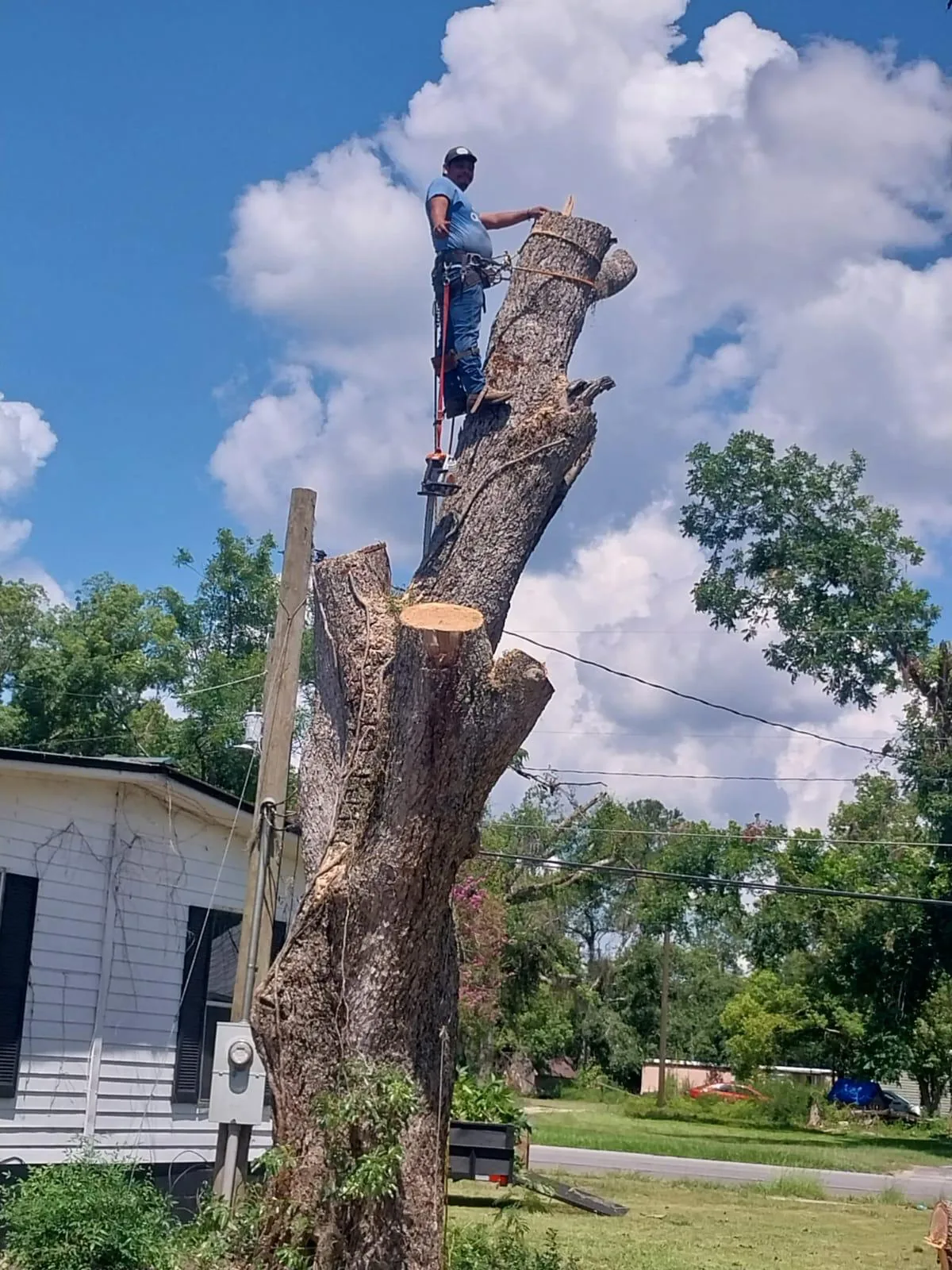 Tree Services