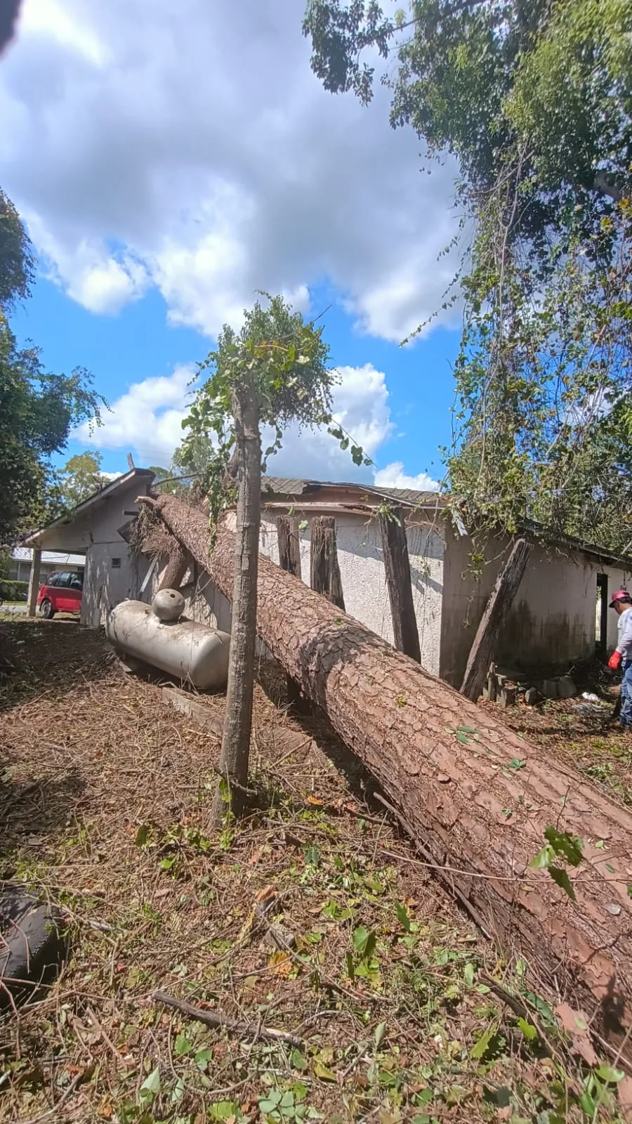Jose Tree Service project