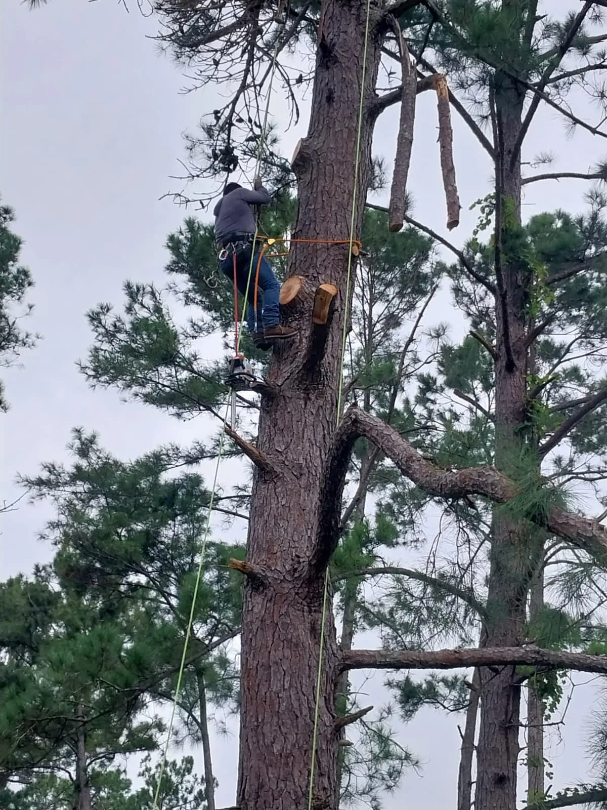 Jose Tree Service project